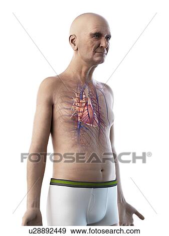 Stock Photo - Illustration of an old man's heart. Fotosearch