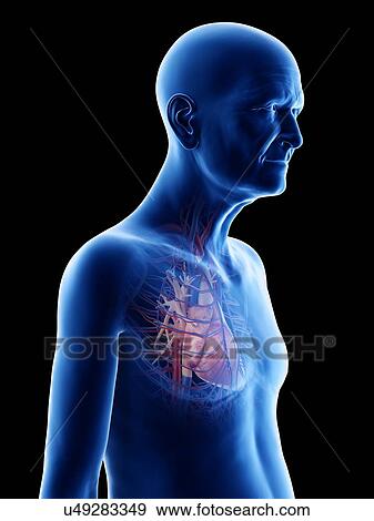 Illustration of an old man's heart View Large Photo Image Stock Photo - Illustration of an old man's heart. Fotosearch