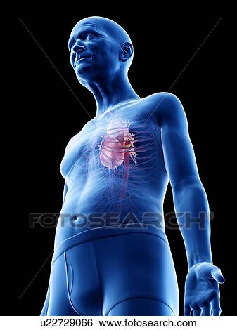 Stock Photograph - Illustration of an old man's heart. Fotosearch