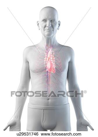 Illustration of an old man's heart View Large Photo Image Stock Photograph - Illustration of an old man's heart. Fotosearch