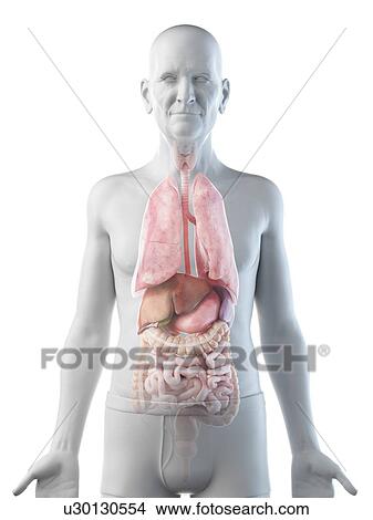Picture - Illustration of an old man's internal organs. Fotosearch