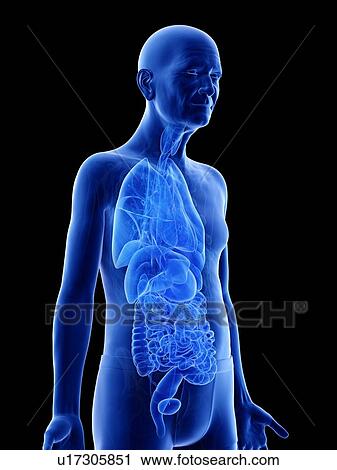 Illustration of an old man's internal organs View Large Photo Image Stock Image - Illustration of an old man's internal organs. Fotosearch