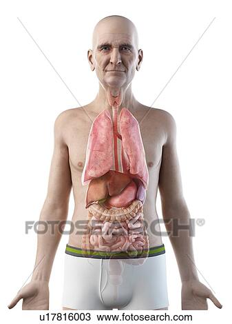 Illustration of an old man's internal organs View Large Photo Image Stock Image - Illustration of an old man's internal organs. Fotosearch