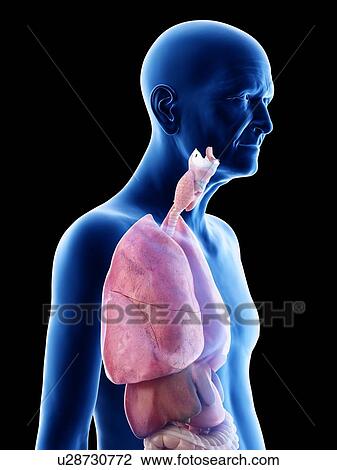 Illustration of an old man's internal organs View Large Photo Image Stock Image - Illustration of an old man's internal organs. Fotosearch