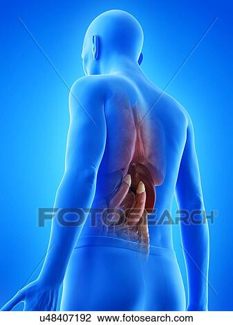 Stock Image - Illustration of an old man's internal organs. Fotosearch