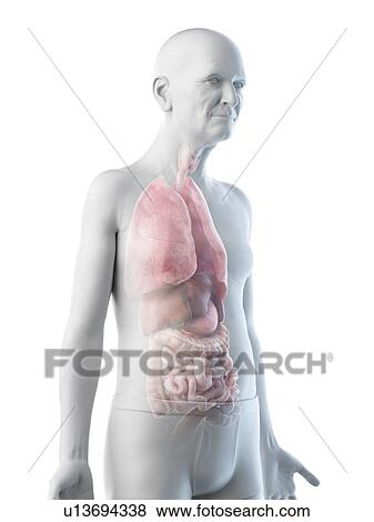 Illustration of an old man's internal organs View Large Photo Image Stock Photo - Illustration of an old man's internal organs. Fotosearch