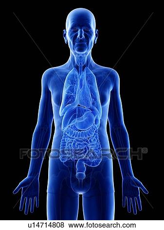 Illustration of an old man's internal organs View Large Photo Image Stock Photo - Illustration of an old man's internal organs. Fotosearch