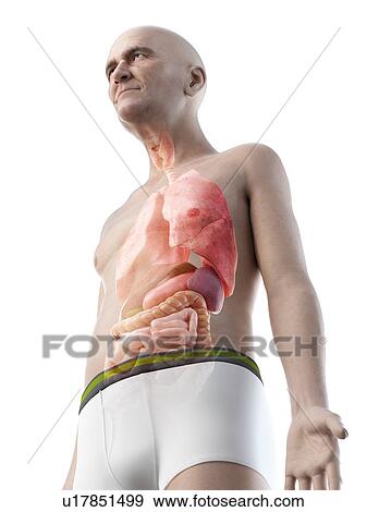 Stock Photo - Illustration of an old man's internal organs. Fotosearch