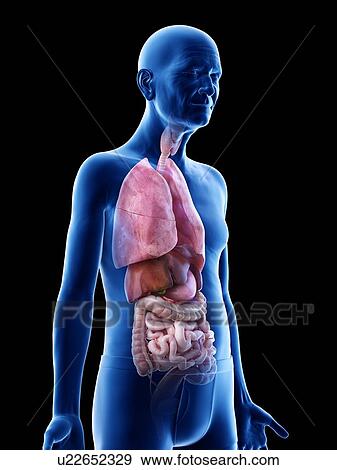 Illustration of an old man's internal organs View Large Photo Image Stock Photo - Illustration of an old man's internal organs. Fotosearch