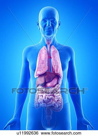 Illustration of an old man's internal organs View Large Photo Image Stock Photograph - Illustration of an old man's internal organs. Fotosearch