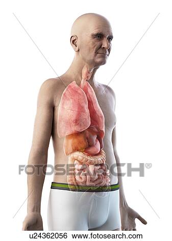 Stock Photograph - Illustration of an old man's internal organs. Fotosearch