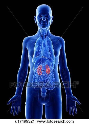 Stock Image - Illustration of an old man's kidneys. Fotosearch