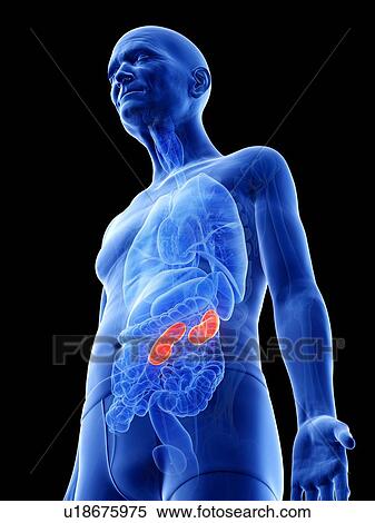 Stock Photography - Illustration of an old man's kidneys. Fotosearch