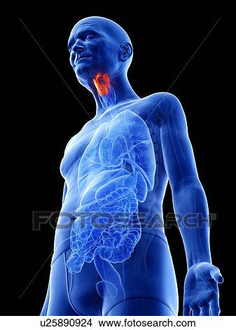 Illustration of an old man's larynx View Large Photo Image Picture - Illustration of an old man's larynx. Fotosearch