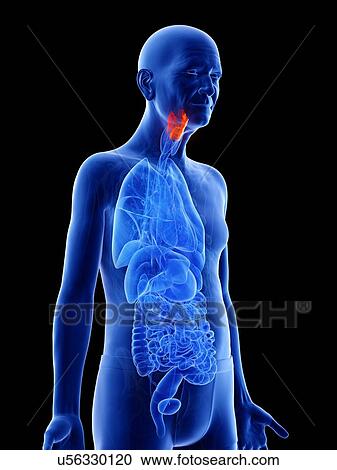 Stock Image - Illustration of an old man's larynx. Fotosearch