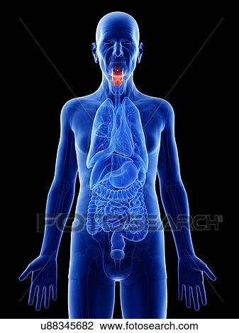 Illustration of an old man's larynx View Large Photo Image Stock Image - Illustration of an old man's larynx. Fotosearch