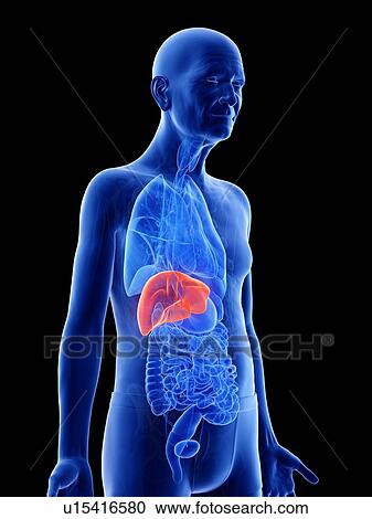 Stock Image - Illustration of an old man's liver. Fotosearch