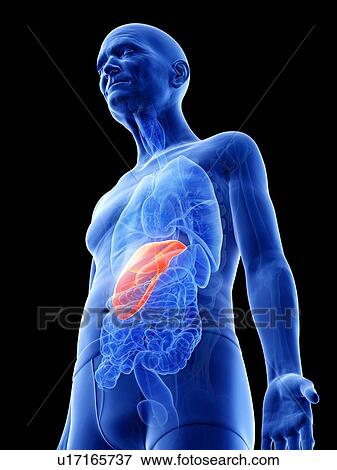 Illustration of an old man's liver View Large Photo Image Stock Photo - Illustration of an old man's liver. Fotosearch