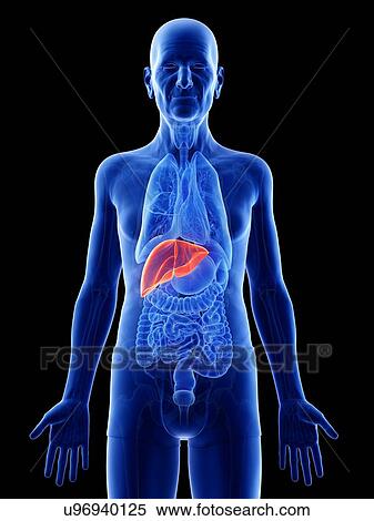 Illustration of an old man's liver View Large Photo Image Stock Photography - Illustration of an old man's liver. Fotosearch