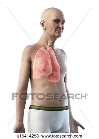 Illustration of an old man's lung View Large Photo Image Stock Photo - Illustration of an old man's lung. Fotosearch
