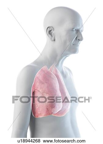 Illustration of an old man's lung View Large Photo Image Stock Photo - Illustration of an old man's lung. Fotosearch