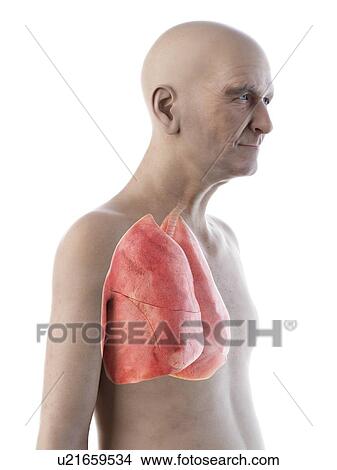 Picture - Illustration of an old man's lungs. Fotosearch