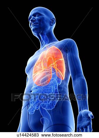 Illustration of an old man's lungs View Large Photo Image Stock Image - Illustration of an old man's lungs. Fotosearch