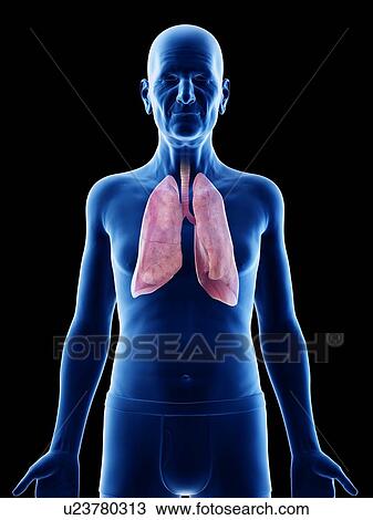 Illustration of an old man's lungs View Large Photo Image Stock Image - Illustration of an old man's lungs. Fotosearch