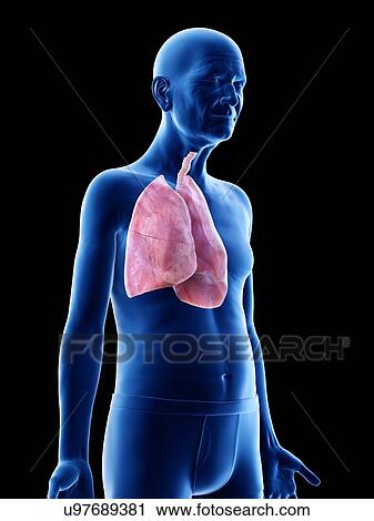 Illustration of an old man's lungs View Large Photo Image Stock Image - Illustration of an old man's lungs. Fotosearch