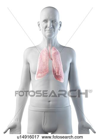 Stock Photo - Illustration of an old man's lungs. Fotosearch