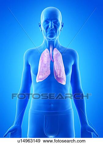 Stock Photo - Illustration of an old man's lungs. Fotosearch