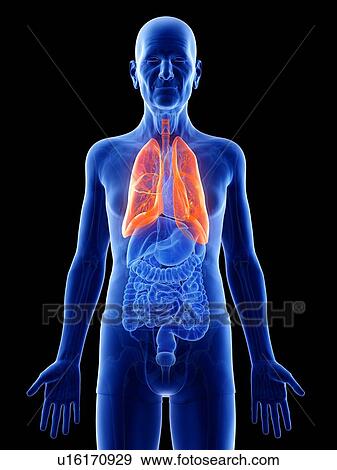 Illustration of an old man's lungs View Large Photo Image Stock Photo - Illustration of an old man's lungs. Fotosearch