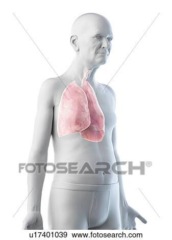 Illustration of an old man's lungs View Large Photo Image Stock Photo - Illustration of an old man's lungs. Fotosearch