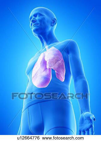 Stock Photograph - Illustration of an old man's lungs. Fotosearch