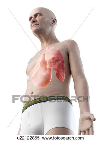 Stock Photography - Illustration of an old man's lungs. Fotosearch
