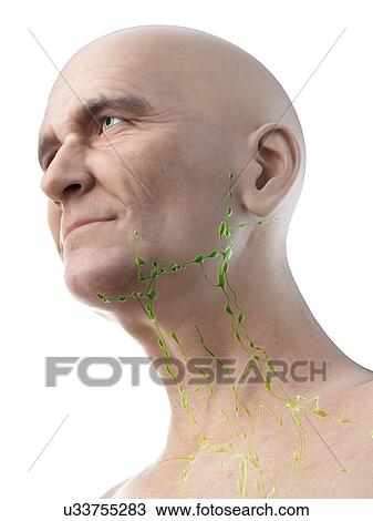 Illustration of an old man's lymph nodes of the neck View Large Photo Image Stock Image - Illustration of an old man's lymph nodes of the neck. Fotosearch