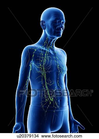 Picture - Illustration of an old man's lymphatic system. Fotosearch