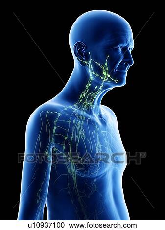 Stock Image - Illustration of an old man's lymphatic system. Fotosearch