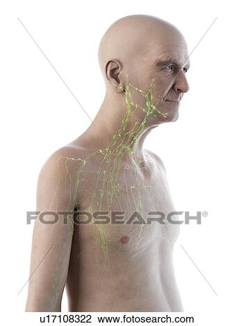 Stock Image - Illustration of an old man's lymphatic system. Fotosearch