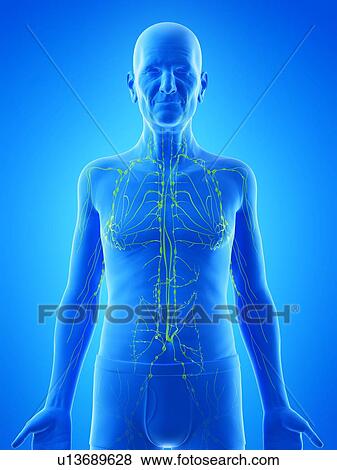 Stock Photo - Illustration of an old man's lymphatic system. Fotosearch