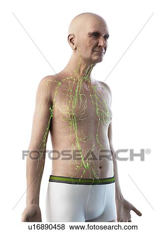 Stock Photo - Illustration of an old man's lymphatic system. Fotosearch