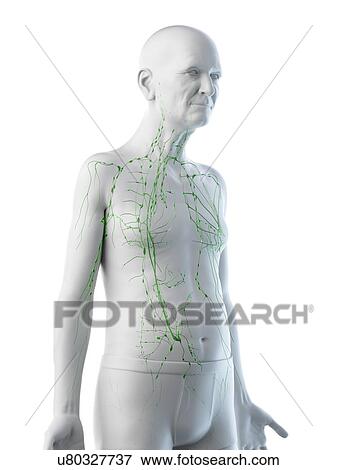 Stock Photo - Illustration of an old man's lymphatic system. Fotosearch