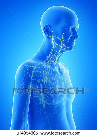 Stock Photography - Illustration of an old man's lymphatic system. Fotosearch