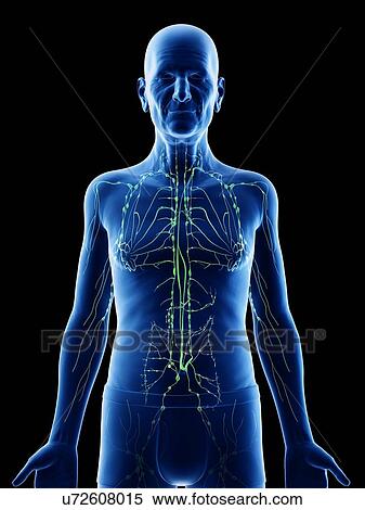 Illustration of an old man's lymphatic system View Large Photo Image Stock Photography - Illustration of an old man's lymphatic system. Fotosearch