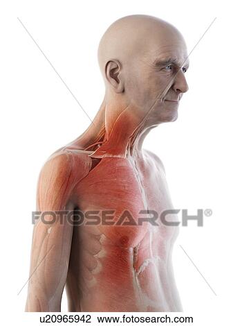 Illustration of an old man's muscles View Large Photo Image Stock Image - Illustration of an old man's muscles. Fotosearch