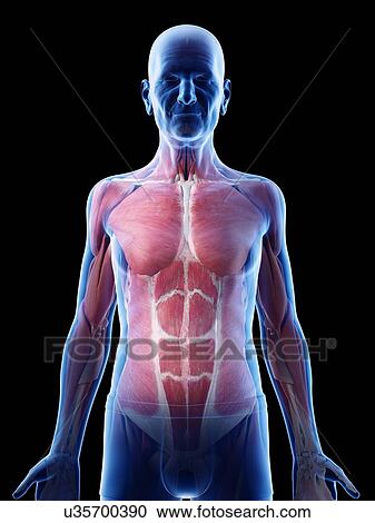 Illustration of an old man's muscles View Large Photo Image Stock Image - Illustration of an old man's muscles. Fotosearch