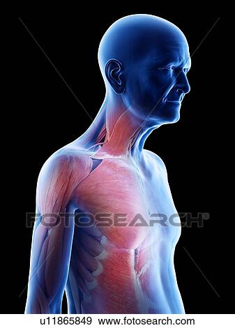 Stock Photo - Illustration of an old man's muscles. Fotosearch