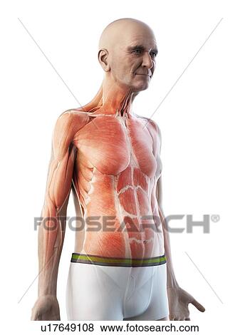 Illustration of an old man's muscles View Large Photo Image Stock Photo - Illustration of an old man's muscles. Fotosearch