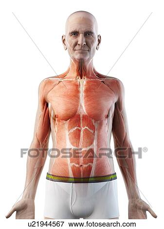 Stock Photo - Illustration of an old man's muscles. Fotosearch