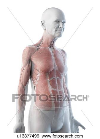 Stock Photograph - Illustration of an old man's muscles. Fotosearch